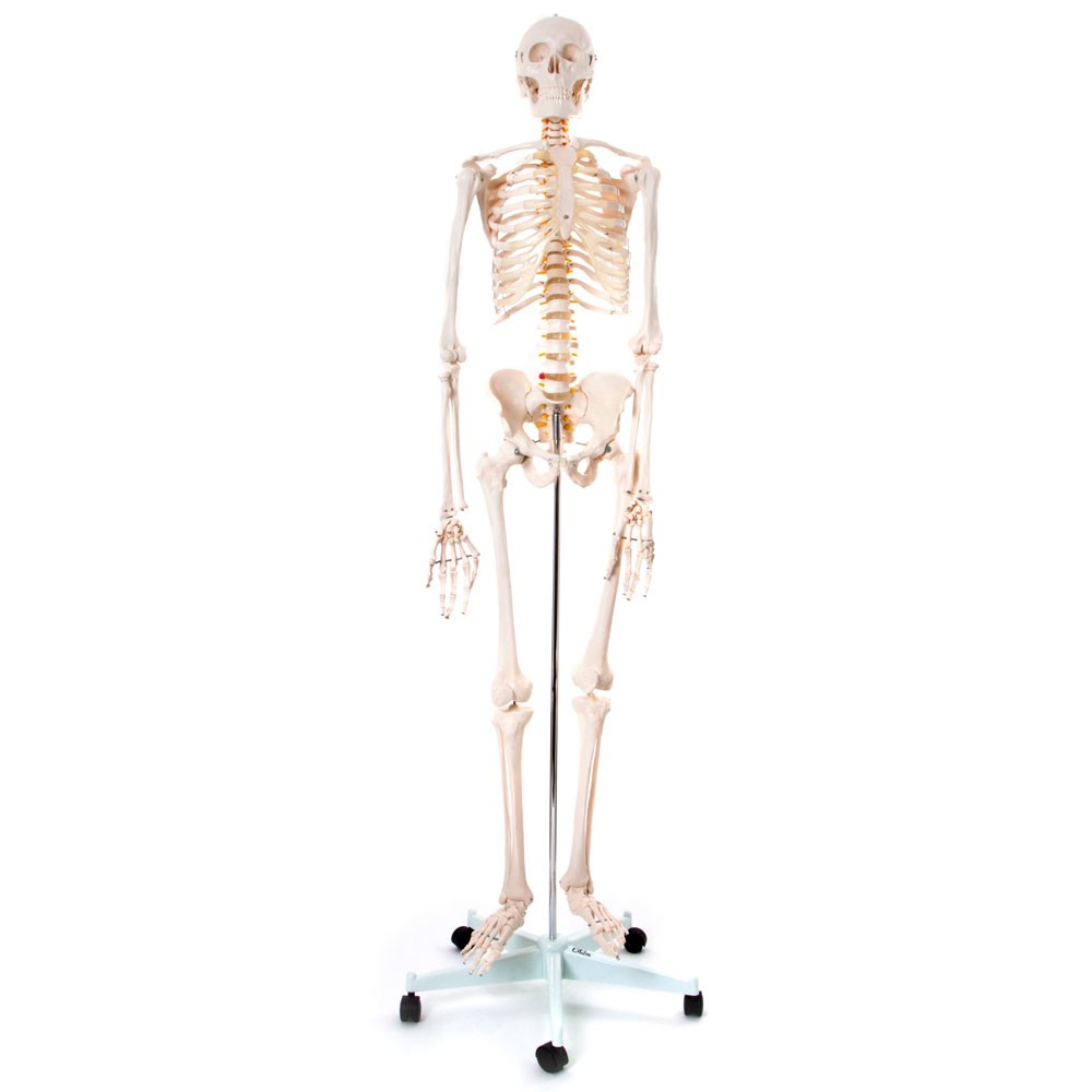 Skelet 170 Cm Fuld Størrelse