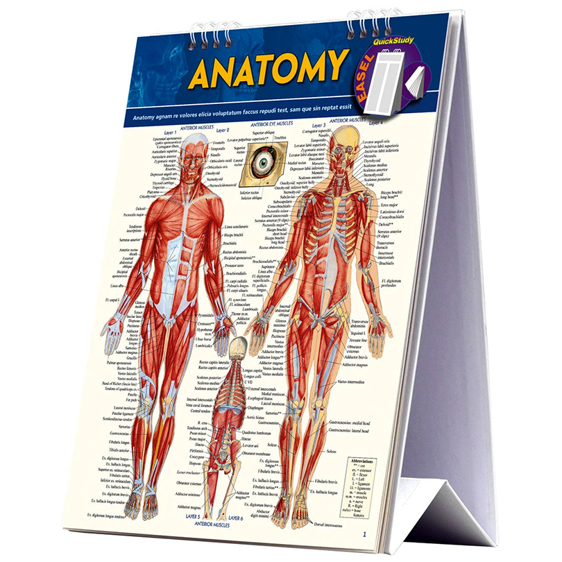 Anatomy Easel Book: Quickstudy Reference Tool